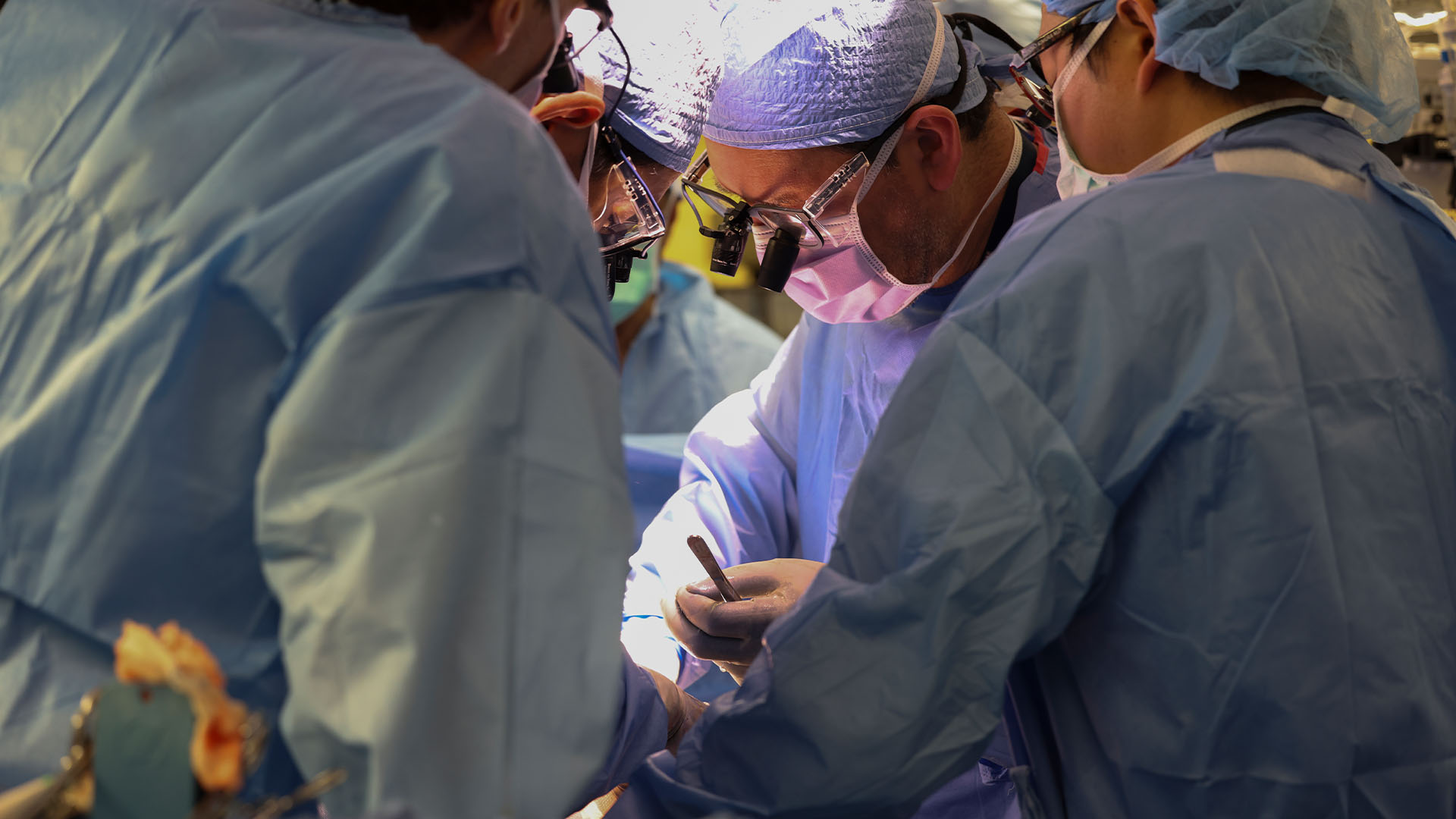 Surgeons perform the  world’s first genetically modified pig kidney transplant into a living human at  Massachusetts General Hospital.