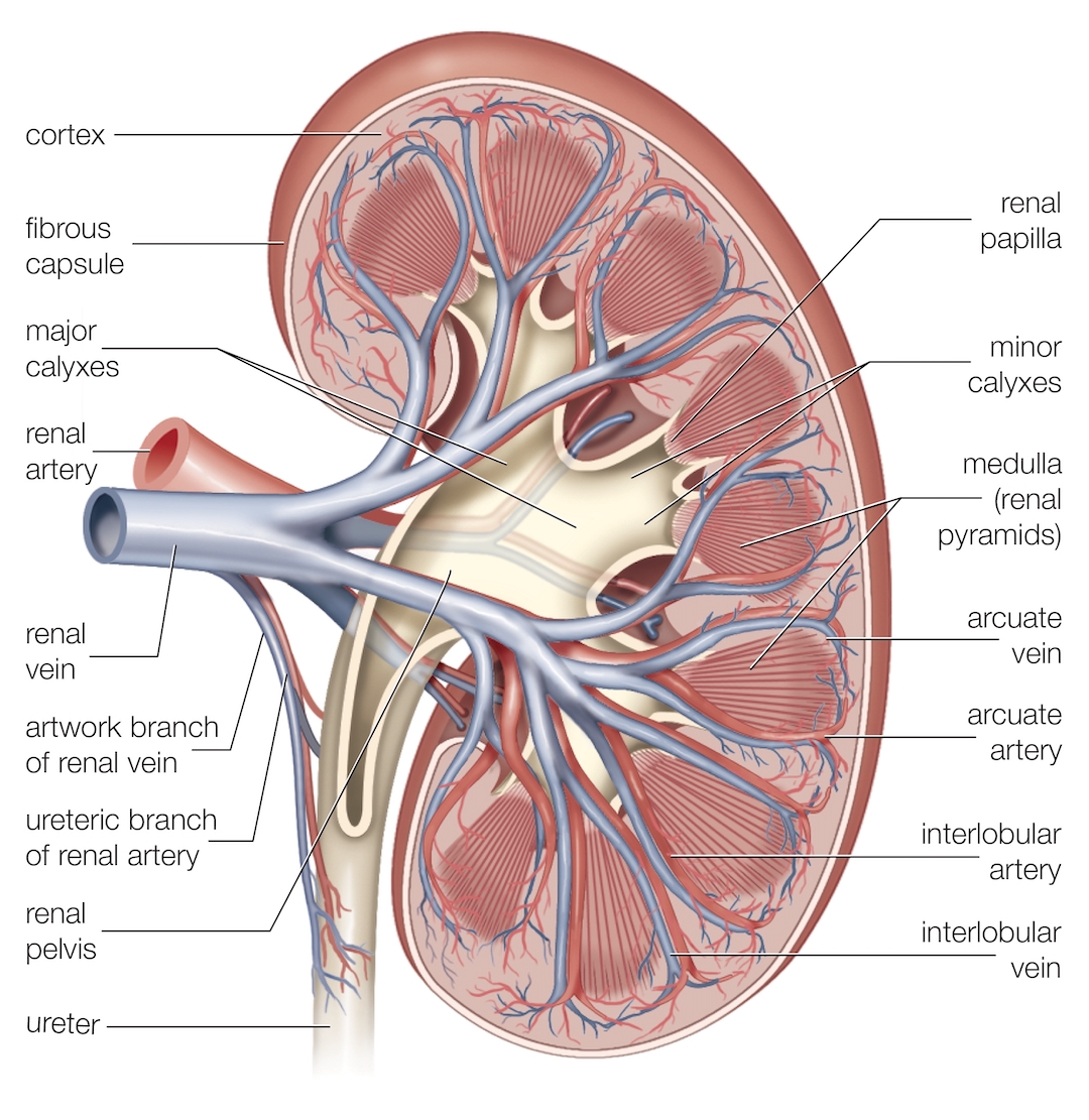 A diagram of kidney anatomy