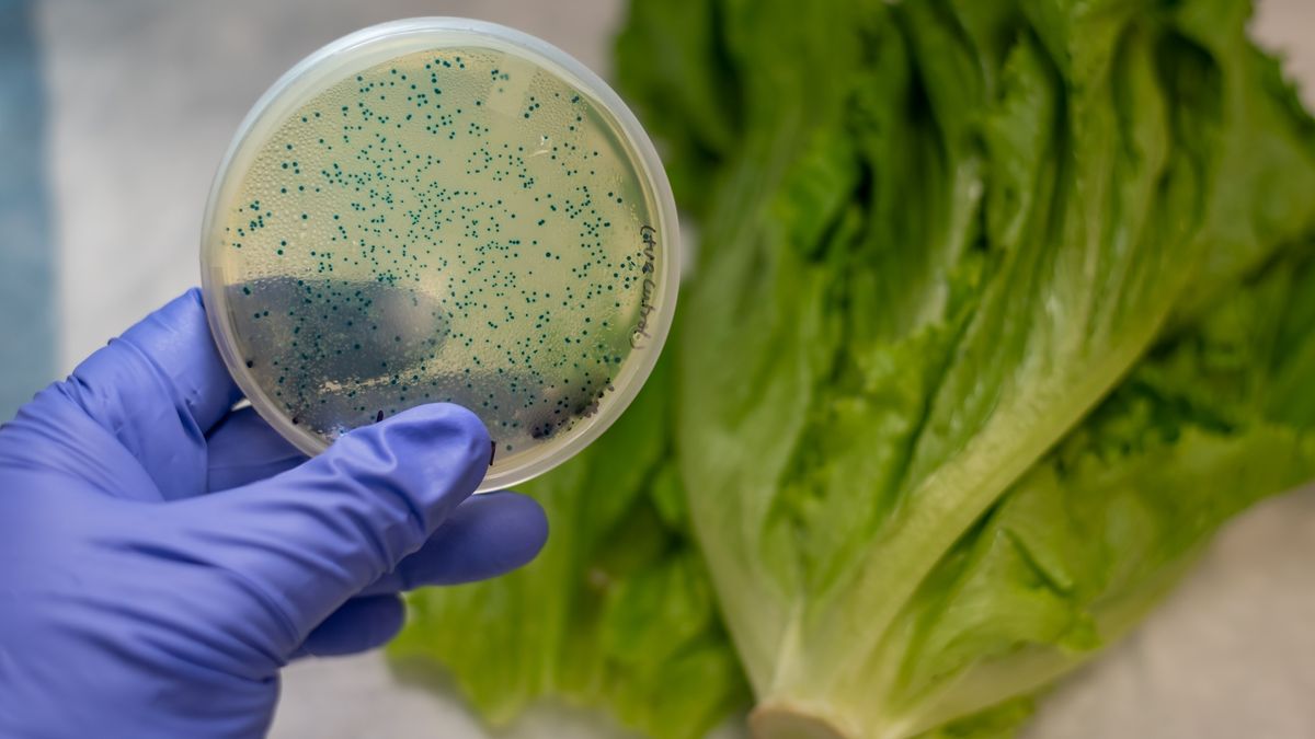 How does E. coli get into meals?