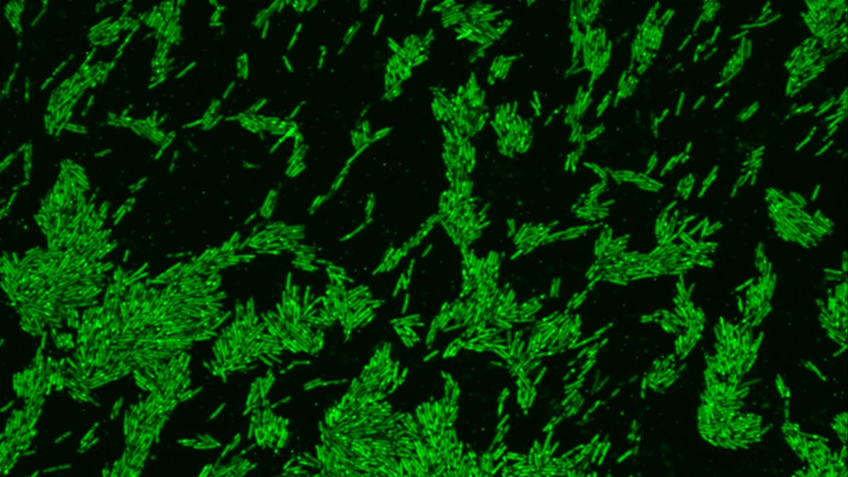 Ldl cholesterol-gobbling gut micro organism would possibly protect in direction of coronary coronary heart sickness