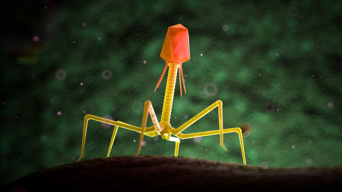 ‘Medicine needed one other’: How the ‘phage whisperer’ objectives to interchange antibiotics with viruses