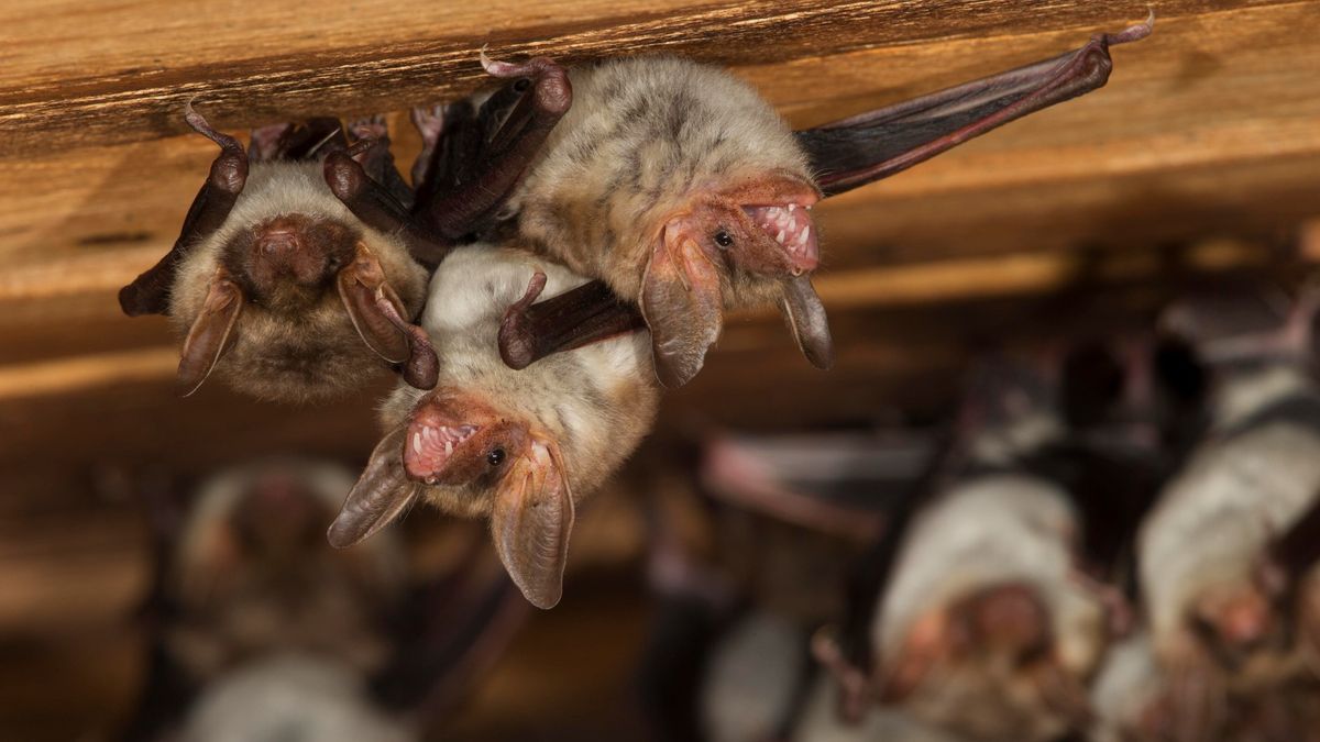 Bat poop used to develop cannabis kills 2 in New York in unusual circumstances