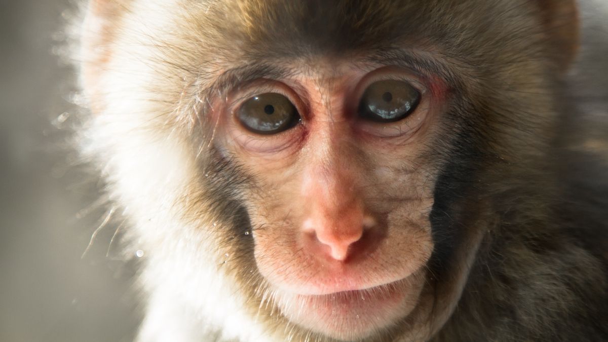 Scientists restore monkey’s imaginative and prescient with a patch created from human stem cells